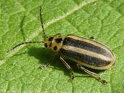 Trirhabda virgata - stammt aus der Familie der Blattkäfer. Einen deutschen Trivialnamen habe er nicht, sagt Wikipedia. (Bild: Wikipedia)
