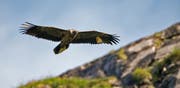 Bartgeier Johannes, der 2017 auf Melchsee-Frutt ausgewildert worden ist. (Bild: Hansruedi Weyrich/PD, Melchsee-Frutt, 11. Juli 2017)