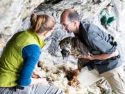Im Juni 2018 liess die Stiftung Pro Bartgeier den Bartgeier Fredueli im eidgenössischen Wildtierschutzgebiet Huetstock im Melchtal OW auswildern. (Bild: KEYSTONE/SEVERIN BIGLER)