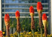 Im Botanischen Garten blühen in der Herbstsonne die Pflanzen. (Leserbild: Hans Adelmann - 20. September 2019)