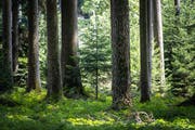 Eine kleine Tanne wächst zwischen hohen Bäumen. (Bild: Michel Canonica - 9. August 2019)