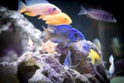 Der Verein Aquaria lädt am Freitag zum Vortrag von Rudolf Suttner ein. (Bild: Ralph Ribi – 16. April 2018)