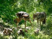 Umwelt- und Tierschutzorganisationen haben das Referendum gegen das neue Jagdgesetz lanciert. Damit könnten Wölfe auf Vorrat abgeschossen werden, kritisieren sie. (Bild: KEYSTONE/AP/JEFF ROBERSON)