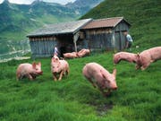 Schweizer Bauern können sich 2019 über ein leicht höheres Einkommen freuen als letztes Jahr. Die Schweinezucht etwa hat besser rentiert als auch schon. (Bild: Keystone/CHRISTOF SCHUERPF)