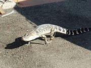 In Florida sind zwei Männer festgenommen worden, weil sie einen Alligator zum Bierkonsum nötigten. Alligatoren sind in Florida oft in Wohngebieten unterwegs. (Bild: KEYSTONE/AP NYPD)