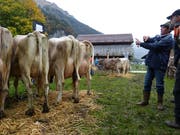 Mit Kennerblick bewertet der Experte den Bestand der Engelberger Viehzüchter.(Bild: Beat Christen, 12. Oktober 2012)