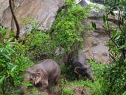 In Thailand ertranken elf Elefanten in einem Wasserfall, die einem Jungtier zu Hilfe kommen wollten. Zwei Elefanten wurden gerettet. Sie konnten den Abhang zurück in den Wald hochklettern, nachdem ihnen Wildhüter energiereiche Nahrung zugeworfen hatten. Bild vom 5. Oktober) (Bild: KEYSTONE/EPA/DNP HANDOUT)