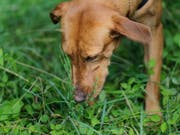 Nach dem Tod ihrer Hunde steht eine Hundebesitzerin in Burgdorf vor Gericht (Themenbidl). (Bild: KEYSTONE/AP/SETH WENIG)