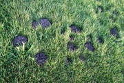 Schädlinge haben auf dem Fussballplatz ihre Spuren hinterlassen.