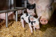 Ferkel Manuela hat die Jury überzeugt und ist das diesjähirge Olma-Säuli. (Bild: Ralph Ribi)