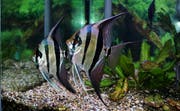 Nur etwas für fortgeschrittene Aquariumfreunde: exotische Fische. (Bild: PD)