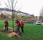 Anlässlich ihres 20-jährigen Bestehens pflanzte die Naturgruppe Salix an verschiedenen Orten Bäume. Bild: Patricia Zuber