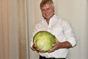 Ein Mitbringsel von Beni Dürr: Ein Sauerkraut-Kohl, der aus einem millimeterkleinen Samen zu einem kräftigen Kohl herangewachsen ist und zu über 90 Prozent aus Wasser besteht.(Bild: Heidy Beyeler)