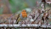 Das Rotkehlchen erfreut mit seinem Herbstgesang. (Bild: Fredy Buchmann)
