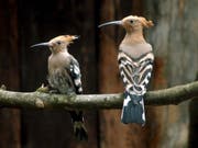 Der Schweizer Vogelschutz/BirdLife Schweiz rechnet mit einer Wiederansiedlung des Wiedehopfs in der Nordwestschweiz. Das Bild zeigt zwei Exemplare aus dem Tierpark Goldau. (Bild: KEYSTONE/SIGI TISCHLER)