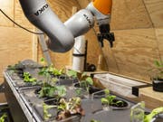 Für das letzte Mondhabitat entwickelten Studierende unter anderem ein automatisiertes hydroponisches Anbausystem. Beim nächsten Habitat soll alles ferngesteuert funktionieren. (Bild: Keystone/DOMINIC STEINMANN)