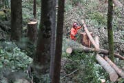 Ein Förster arbeitet im Blaswald in Lungern. (Bild: RogerZbinden, 17. August 2011)