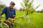Filipp Fässler freut sich über die gute Ernte in der Rorschacherberger Marroniplantage. (Bild: Rudolf Hirtl)