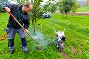 Gegen gefrässige Feldmäuse kommt der «Mauki» zum Einsatz. (Bild: Rudolf Hirtl)