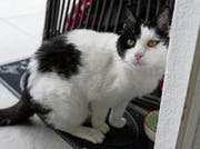 Katzendame Missy, «Königin» der Dorfstrasse in Zug. (Bild:PD)