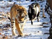 Timur (r.) und Amur waren international in den Schlagzeilen, als der Tiger mit dem ursprünglich als Futter gedachten Ziegenbock friedlich ein Gehege teilte. (Bild: KEYSTONE/AP/IGOR SELIVANOV)