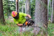 Ein Forstarbeiter wurde im ausserrhodischen Walzenhausen schwer verletzt. (Symbolbild: PD)
