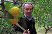 Citronnier François Mazet.