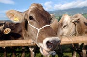Obwaldner Landwirte erhalten weniger Beiträge für die Jungviehaufzucht. (Bild: Fabian Fellmann)