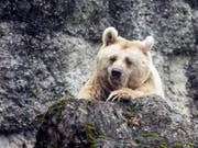 Momentan kein Grund zur Beunruhigung für die Bären im Kanton Uri: Die Stimmberechtigten haben zwar eine Volksinitiative gutgeheissen, die die Bevölkerung besser vor Grossraubtieren schützen soll, doch dürfte dies kaum Auswirkungen auf die Bestandesregulierung haben. (Bild: KEYSTONE/ALEXANDRA WEY)