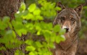 Die Regulierung von Grossraubtieren kommt nun in die Urner Kantonsverfassung. (Bild: PHOTOPRESS/WWF)