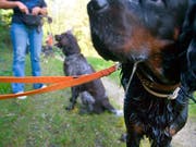 Halter von «grossen und massigen Hunden» werden im Kanton Zürich von der Leine gelassen: Sie müssen keinen Kurs mehr absolvieren. (Bild: KEYSTONE/MARTIN RUETSCHI)