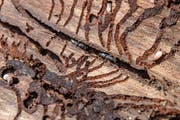 Borkenkäfer fressen sich durch eine Baumrinde. Auch ihre Larven hinterlassen sie im Holz. (Bild: Pius Amrein (24. August 2018))