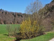 Hecken bieten Bienen, Wildbienen, Insekten und Vögeln Lebensraum - diesen will der Verein Heckentag Schweiz fördern und erhalten. (Bild: Rudolf Ritter (Verein Heckentag Schweiz))