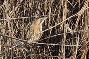 Diese Rohrdommel freut sich: Das Hochdruckgebiet Dorit bringt den Frühling in die Schweiz. (Bild: Marianne Schmid, Klingnau, 11. Februar 2019)