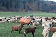 Esel kennen keine Gefahr und eignen sich darum als Beschützer von Schafherden. Bild: Marie-Louise Elmiger (Altishofen, 27. Januar 2019)