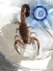 Der kleine Skorpion reiste als blinder Passagier von Bali nach Zürich. (Bild: Stadtpolizei Zürich)