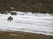 Die Identität des am vergangenen Weihnachtstag nachgewiesenen Wolfes in Liechtenstein ist geklärt. Es handelt sich um die Wölfin F30 aus dem Calandarudel bei Chur. (Bild: KEYSTONE/ALBERIO PINI)
