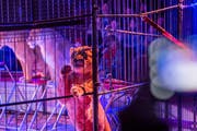 Zurück im Programm: Die Show mit den Löwinnen. (Archivbild: Andrea Stalder)