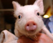 Als Ferkel wie auf diesem Symbolbild kam Willi zum Erler Landwirt. (Bild: Susann Basler)