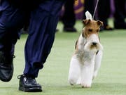 War der Schönste: der Drahthaar-Foxterrier «King» bei der renommierten Westminster-Hundeshow in New York. (Bild: KEYSTONE/EPA/JUSTIN LANE)