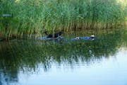 Yodi beim Training im Weiher. (Bild: PD/Kantonspolizei St.Gallen