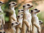 Erdmännchen sind zwar an harsche Bedingungen in der Wüste gewöhnt, die Folgen des Klimawandels könnten sie jedoch in Bedrängnis bringen. (Bild: Arpat Ozgul / Kalahari Meerkat Project)