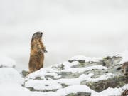 Das Alpenmurmeltier (Marmota marmota) kommt gut mit Kälte zurecht. Säugetiere haben sich einer neuen Studie zufolge deutlich früher in ihrer Evolution an Kälte angepasst als wechselwarme Wirbeltiere. (Bild: Fabian Fopp)