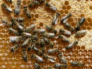 Bienen kommunizieren mithilfe eines vibrierenden Tanzes, wo es eine Nahrungsquelle zu finden gibt. (Bild: KEYSTONE/AP/HERIBERT PROEPPER)