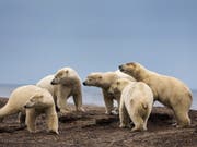 Mit dem Schwinden des Packeises suchen Eisbären vermehrt an Land nach Nahrung. (Bild: KEYSTONE/EPA/JIM LO SCALZO)