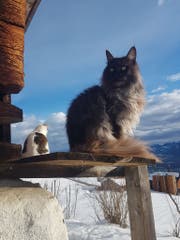 Kater Charly geniesst nun wieder die wärmende Sonne.