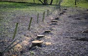 In einer Reihe und diret an der Grundstückgrenze standen die Trauerweiden. (Bild: Reto Martin)