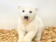 Im Berliner Zoo ist vor elf Wochen dieser Eisbär zur Welt gekommen. Zwei Tierärzte und eine Pflegerin sind am Freitag erstmals ins Gehege der Eisbären gegangen, um tierärztliche Untersuchungen durchzuführen und das Geschlecht zu bestimmen. Das noch namenlose Tier ist ein Mädchen. (Bild: KEYSTONE/APA/Berliner Tierpark/STEFFEN FREILING)