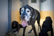 Unter anderem haben zwei Hundehalterinnen Anzeige erstattet gegen den Kantonstierarzt. (TAGBLATT/Benjamin Manser)