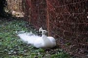Seitdem der Haag an der Hecke angebracht ist, bleibt der weisse Pfau in seinem Revier im Park hinter dem Familienzentrum. (Bild: Sabrina Bächi)
